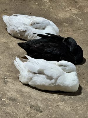 56A3B569-FBD5-4825-BDF5-DB690B6ABC60