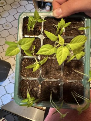 1CB6008E-FA36-461A-A2A6-48FE8220FD16