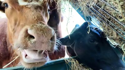 43C10740-8BC2-4E5C-8C99-DAB204EA1CD5