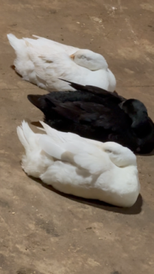 AA7B321F-3EDD-41D9-8944-5269C1AAF8DA