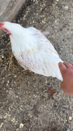 FE8C13D3-0208-4F92-936F-CF0B062D2AB8